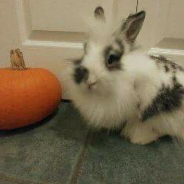 Honeybunny
