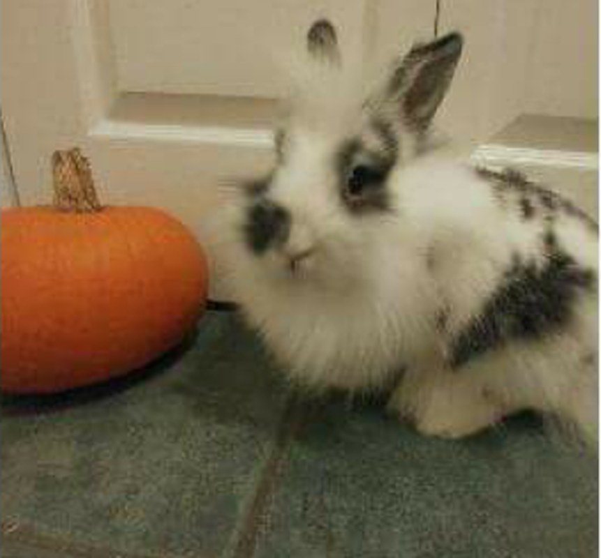 Honeybunny
