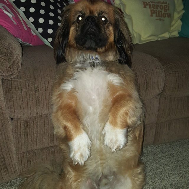 Sitting Pretty