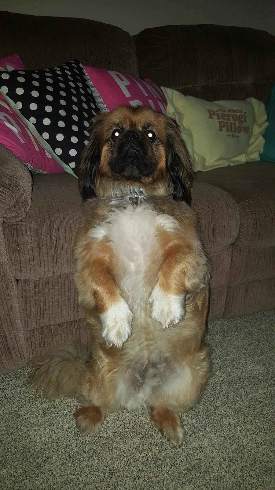 Sitting Pretty