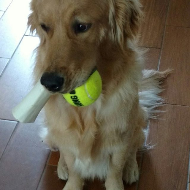 But I Love Both Toys