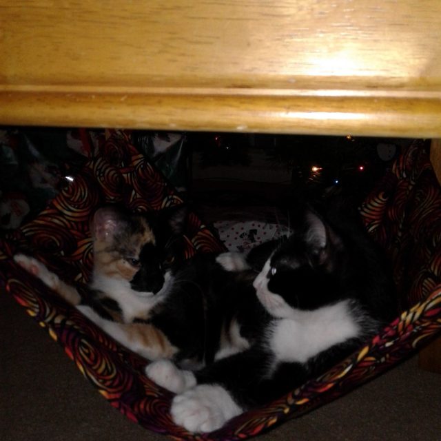 Elvis And Bell Chilling In A Hammock