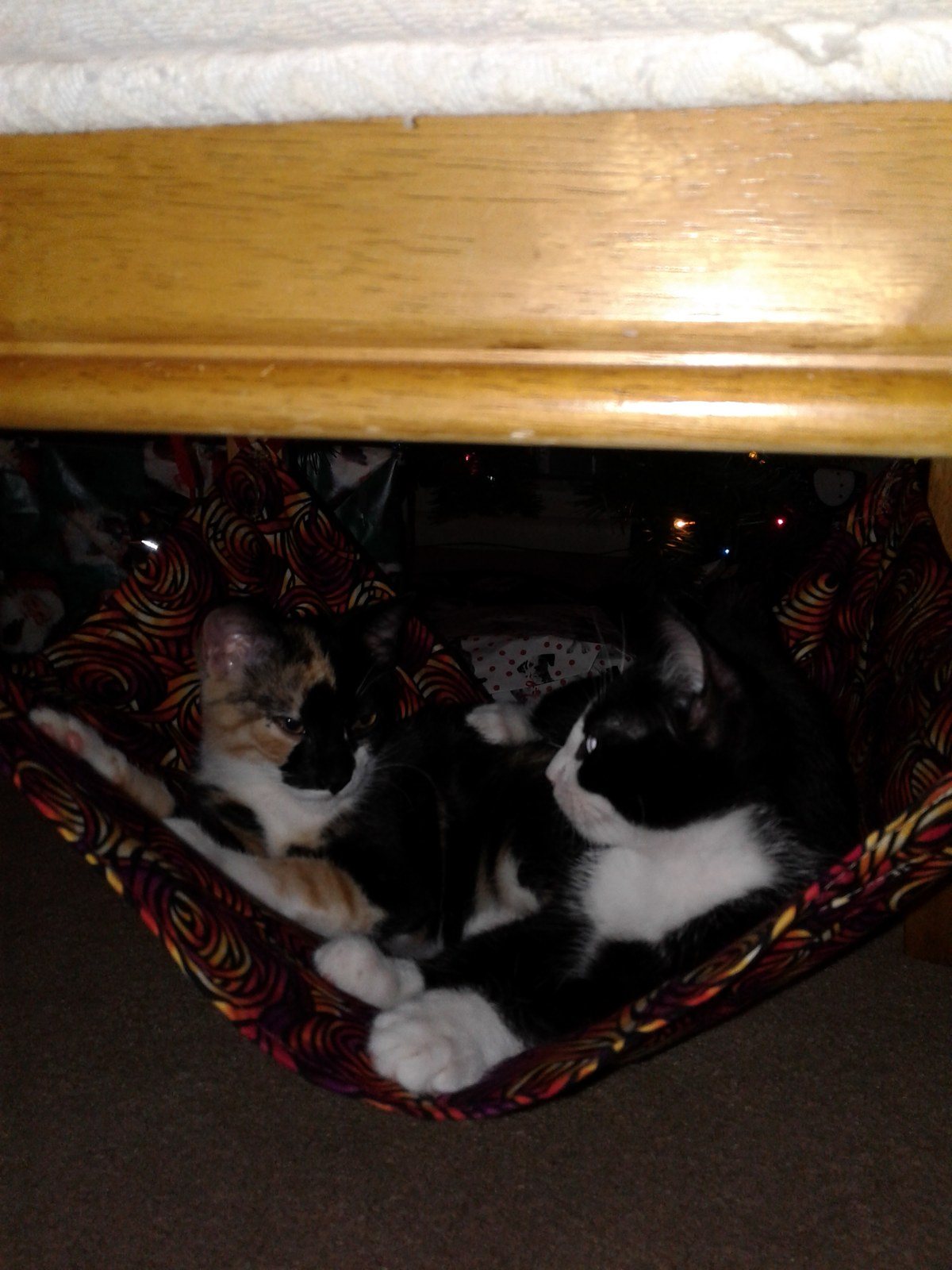 Elvis And Bell Chilling In A Hammock