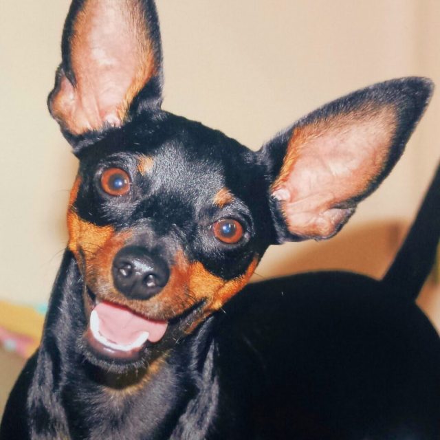 Ranger MinPin Mix Rescue HSVB