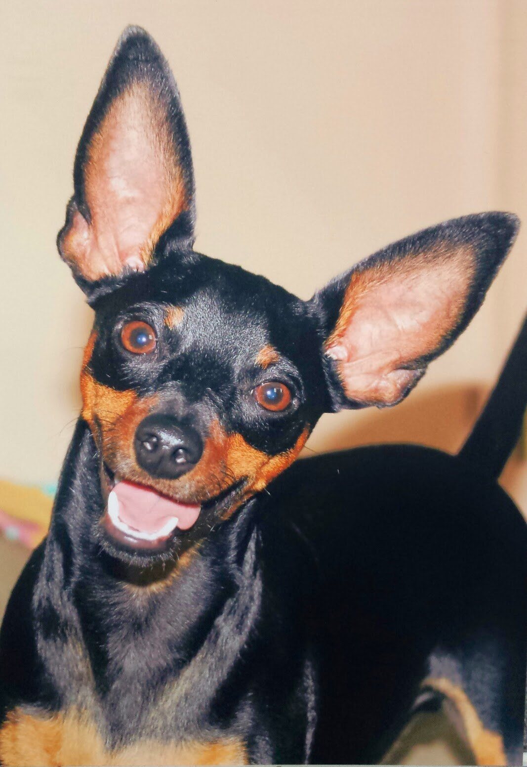 Ranger MinPin Mix Rescue HSVB