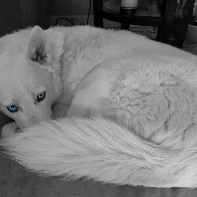 Kivo Adopted November 2015