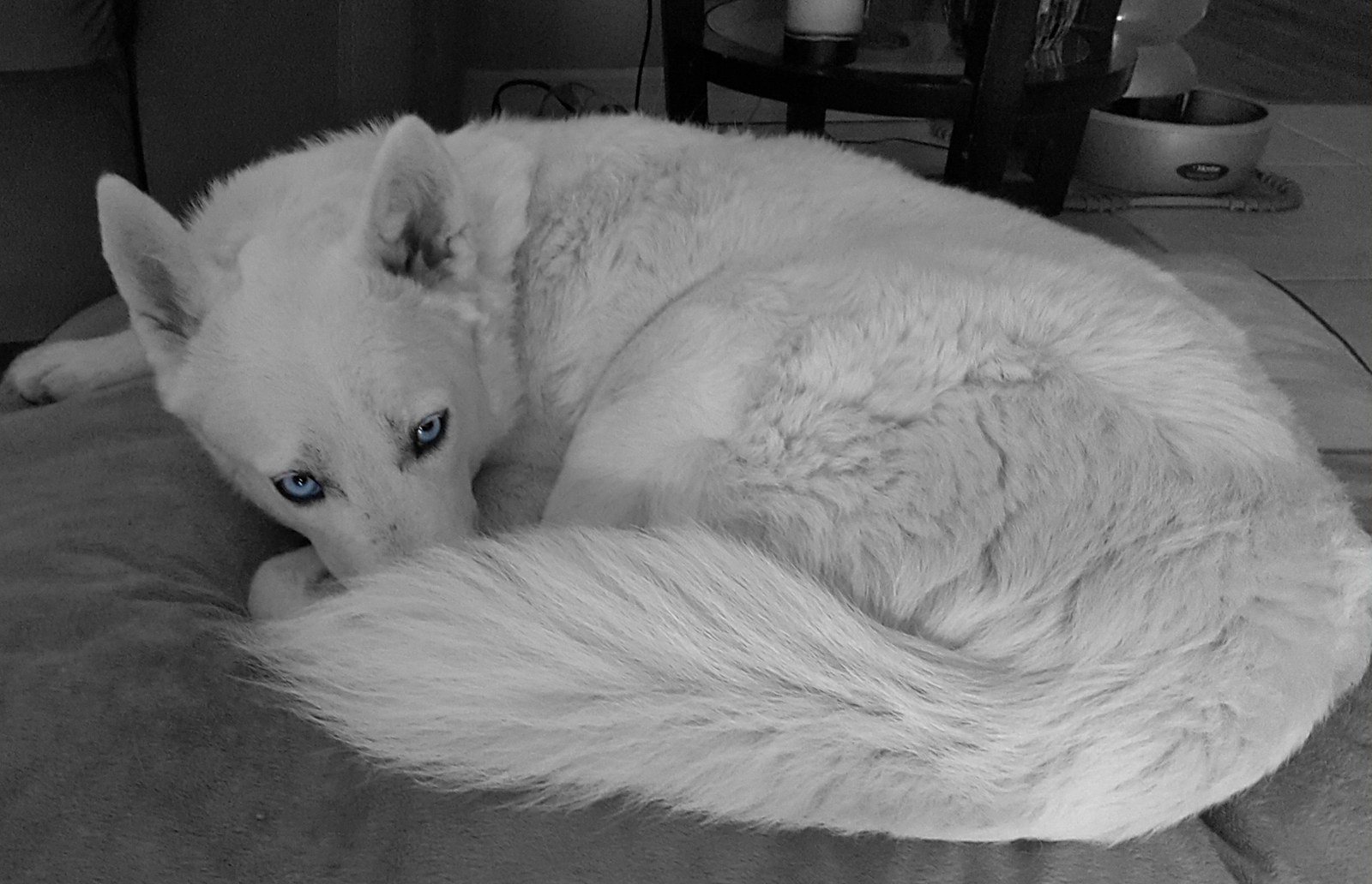 Kivo Adopted November 2015