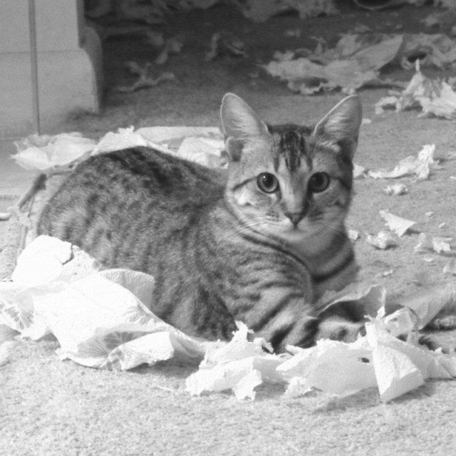 "I Know I Won't Be In Trouble" - Spoiled Baby
