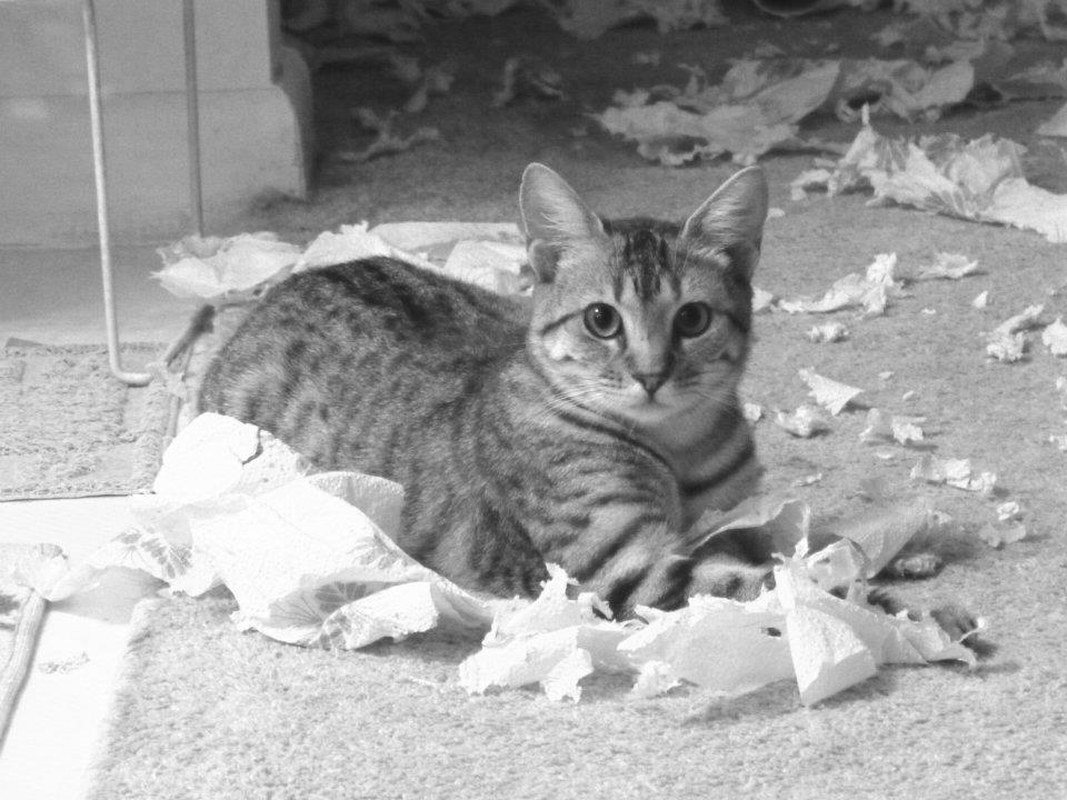 "I Know I Won't Be In Trouble" - Spoiled Baby