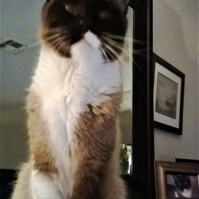 Oliver Thaddeus - Perfection!