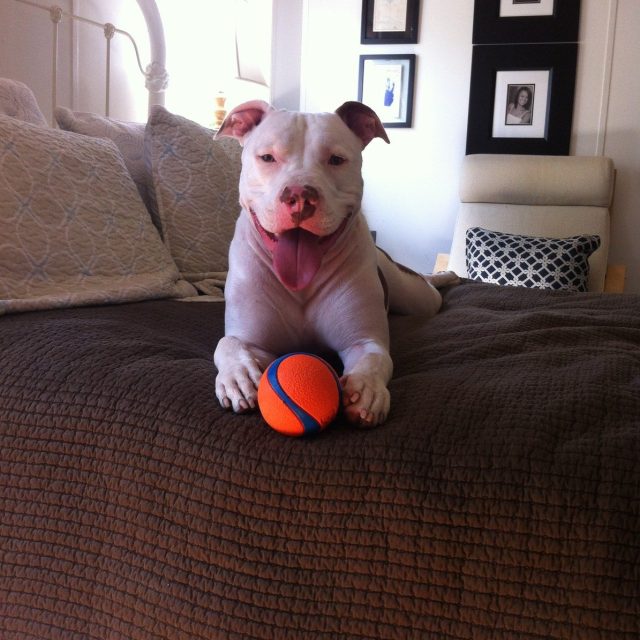 New Ball