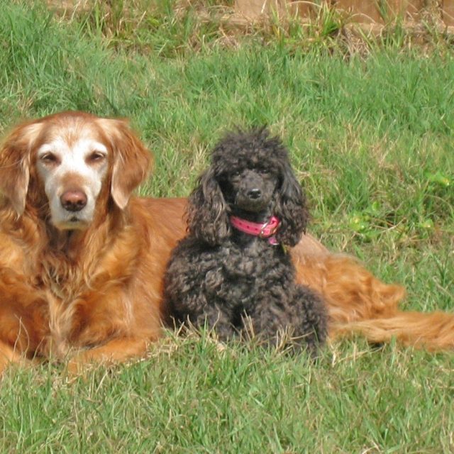 Best Friends