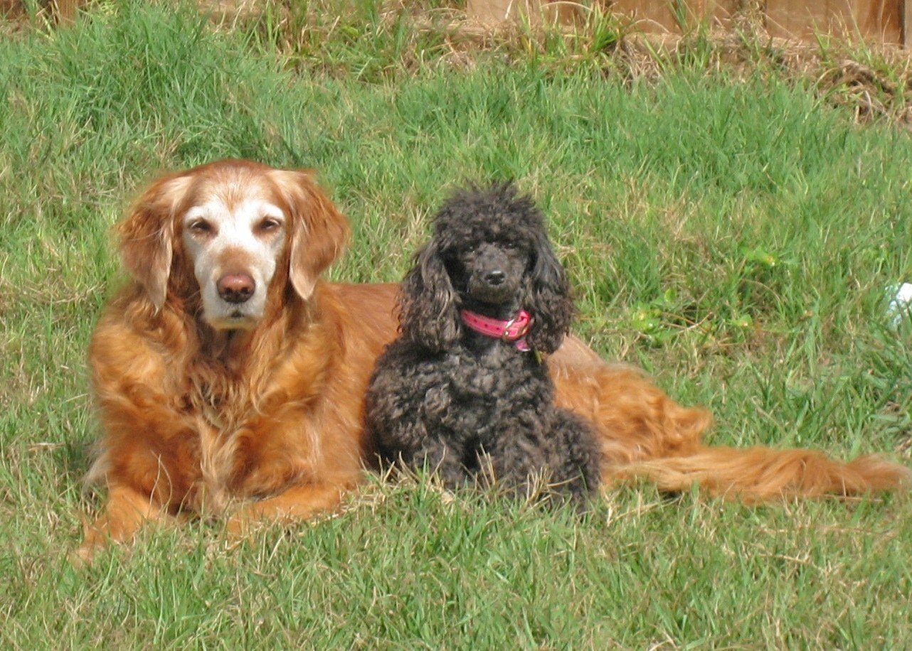 Best Friends