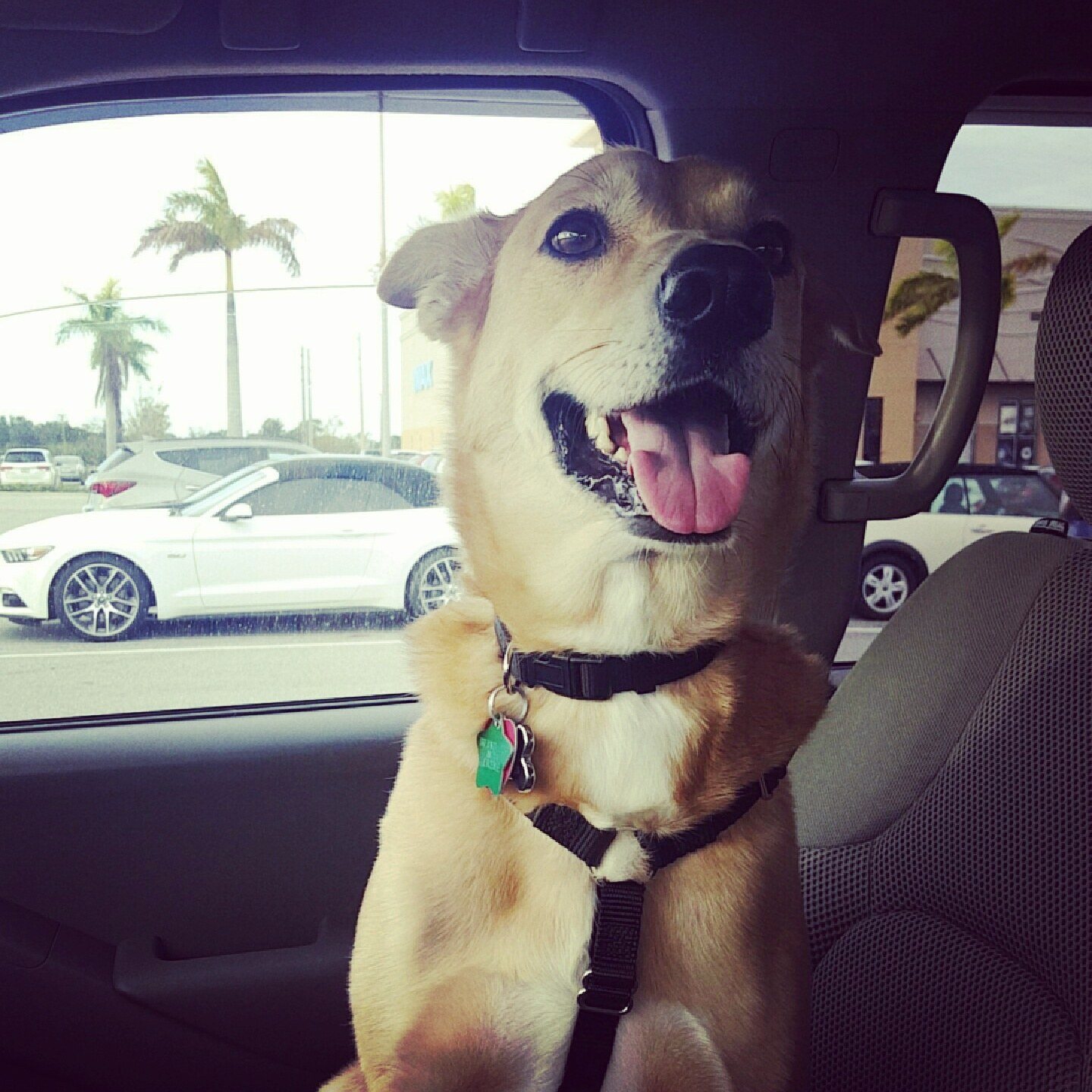 Jack Going On A Car Ride!