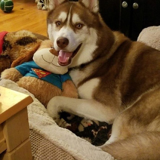 Super Dog Fynnegan And His Super Dog!