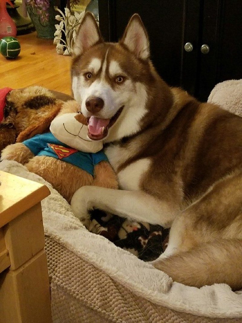 Super Dog Fynnegan And His Super Dog!