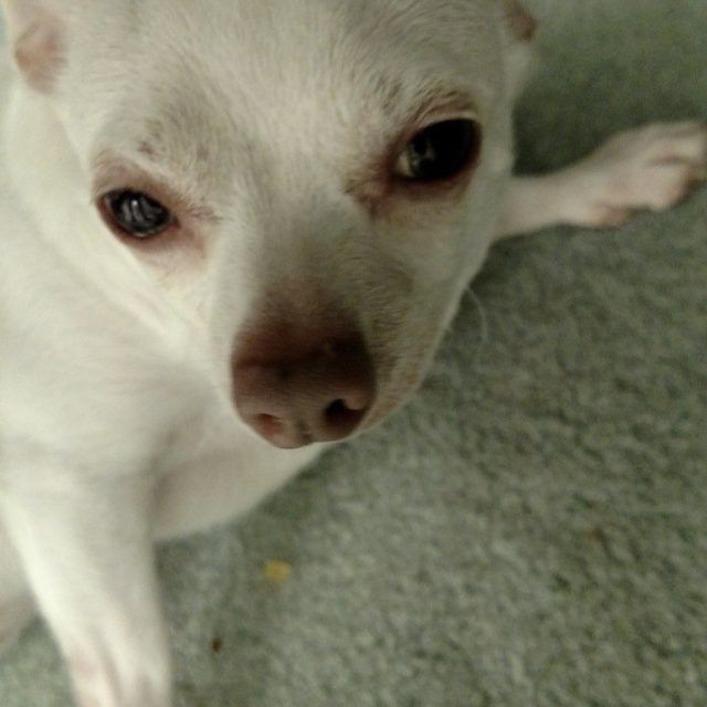 My Name Is Nugget