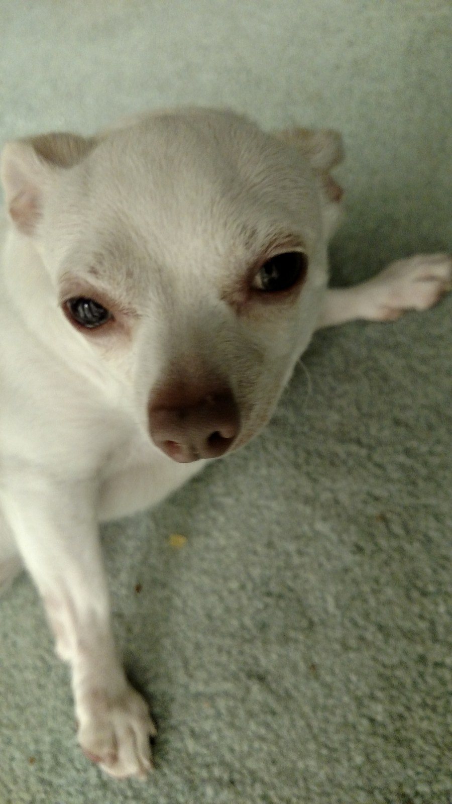 My Name Is Nugget