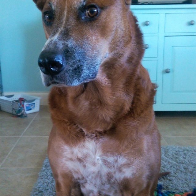 Is That A Treat You Have?