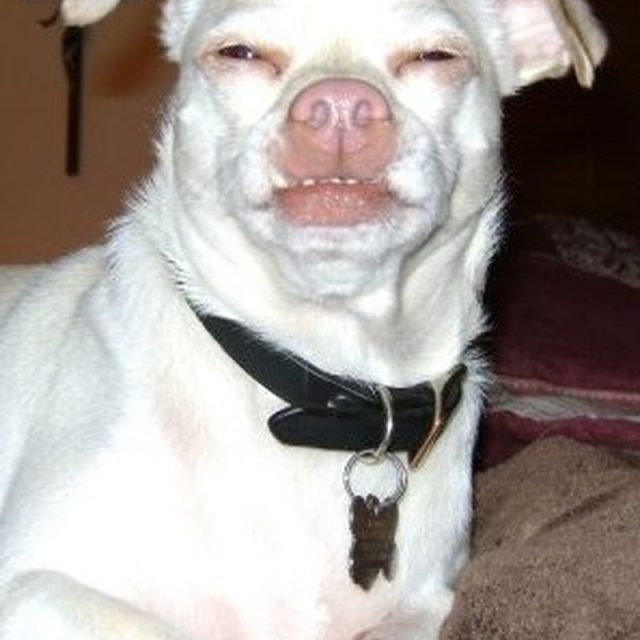 That Face, That Face, That Face!! - Marley
