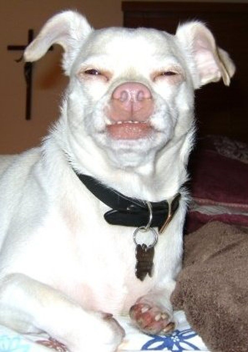 That Face, That Face, That Face!! - Marley