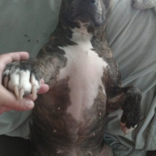 Brindy