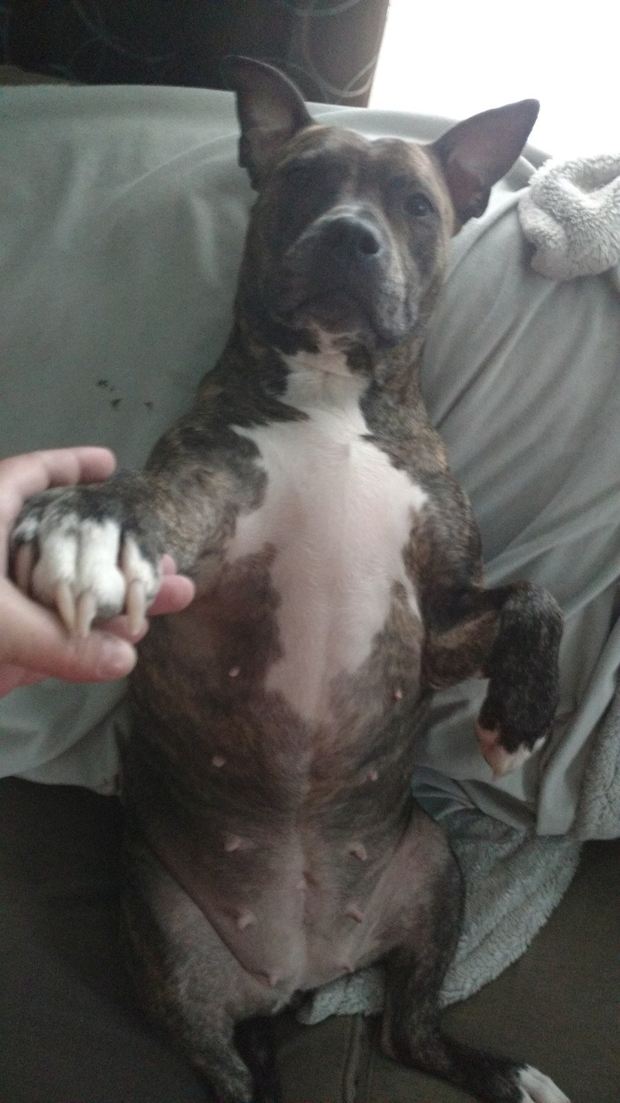 Brindy