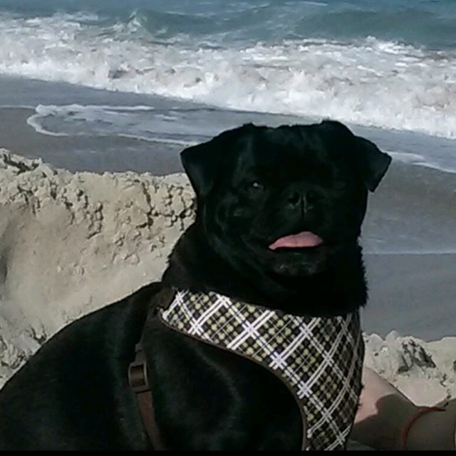 Beach Bum