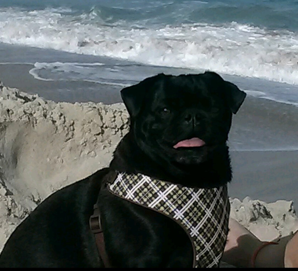 Beach Bum