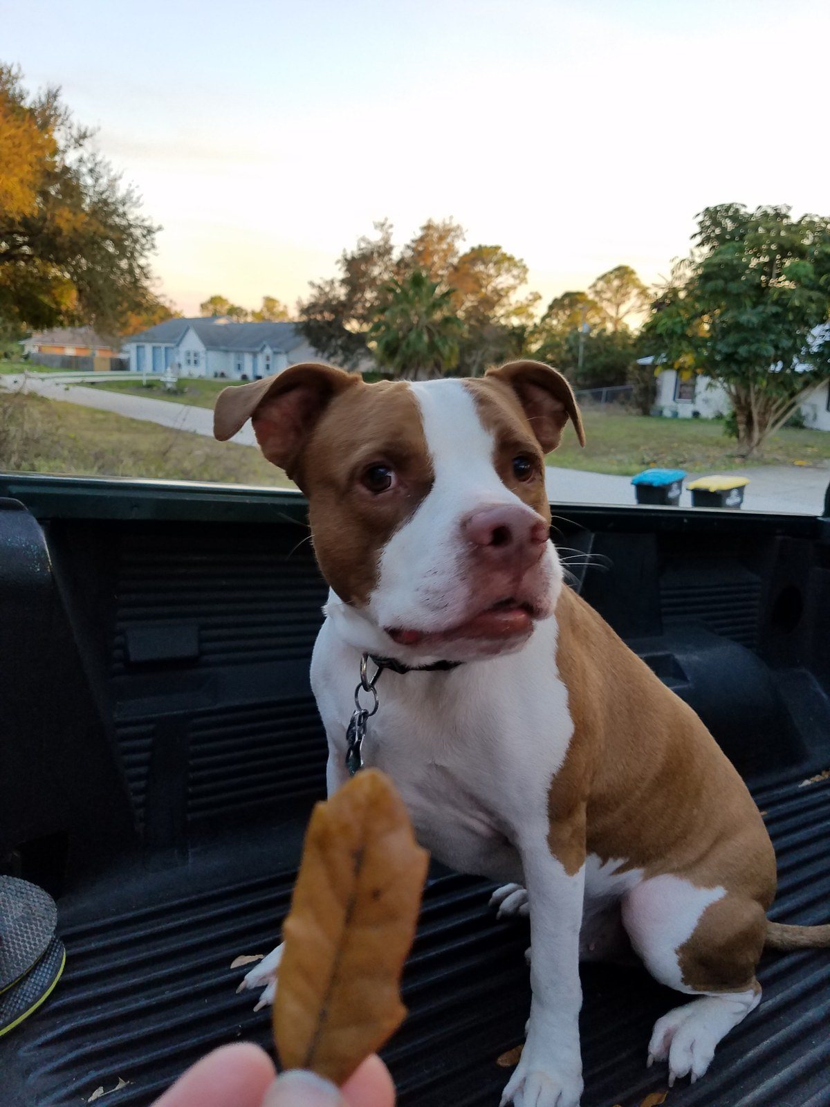 Give Me That Leaf Mom!
