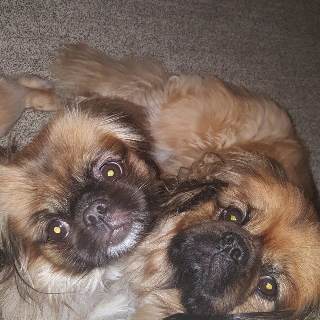 Puppy Love ♡