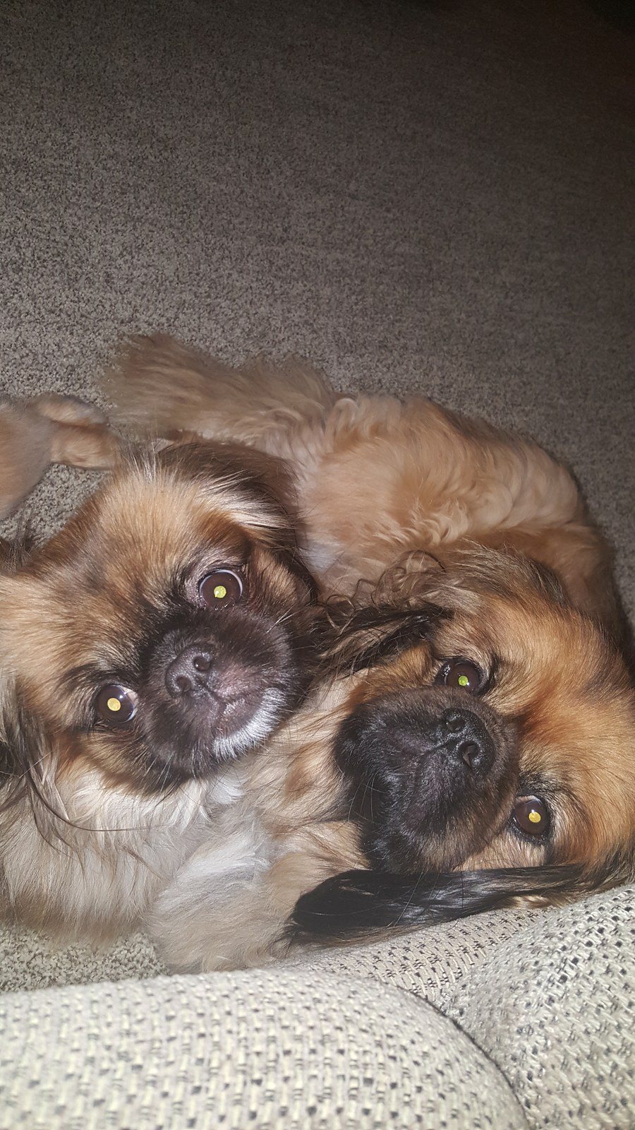 Puppy Love ♡