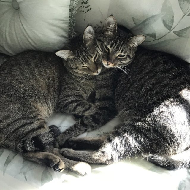 Brotherly Love