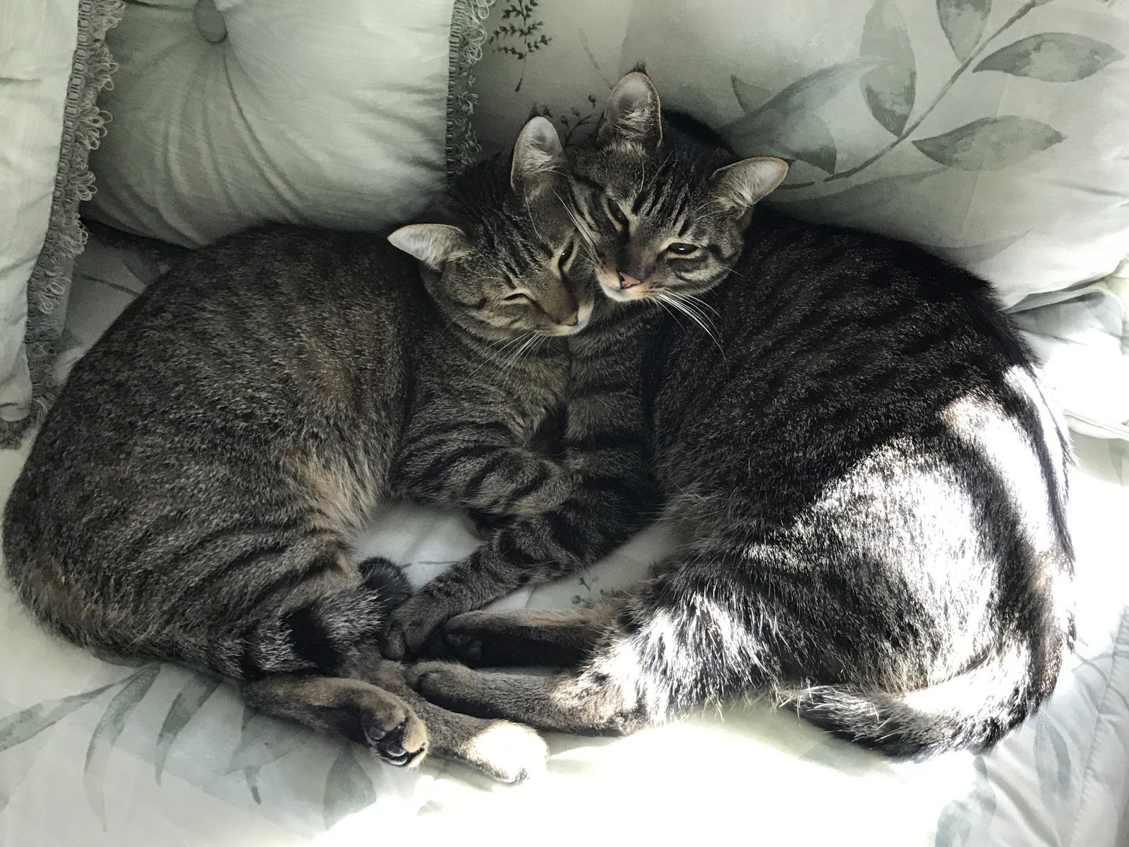 Brotherly Love