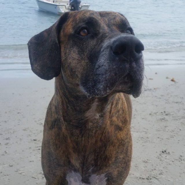 The Dog Days Of Summer