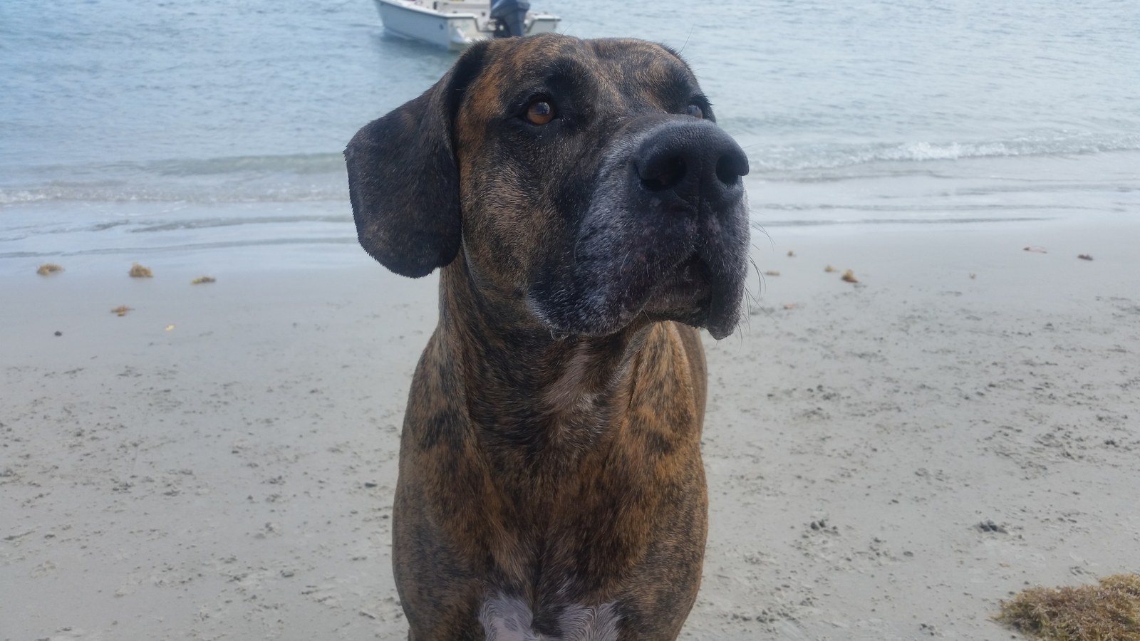 The Dog Days Of Summer
