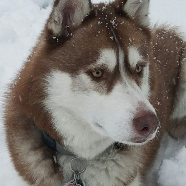 Snow Makes ME Happy!