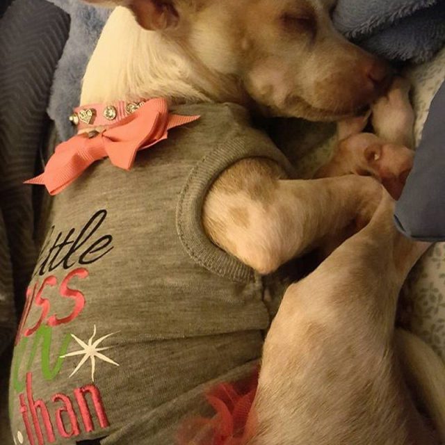 Precious Ms. Lola - Adopted To Her Forever Home