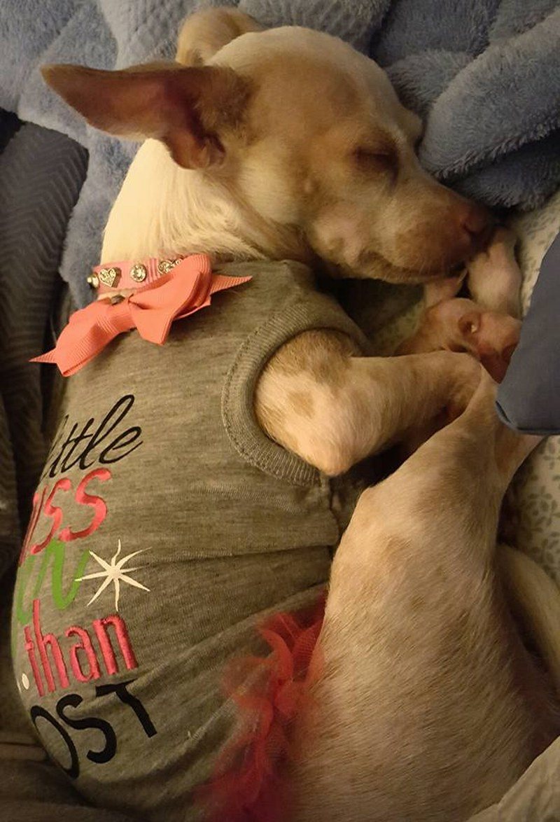 Precious Ms. Lola - Adopted To Her Forever Home