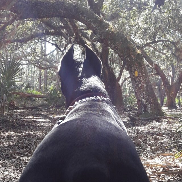 Through The Dogs Eyes