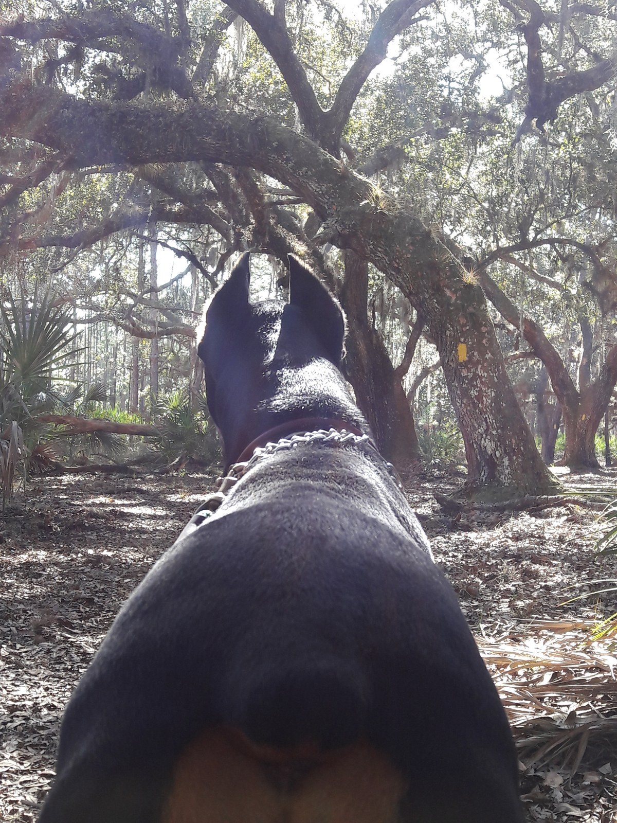 Through The Dogs Eyes