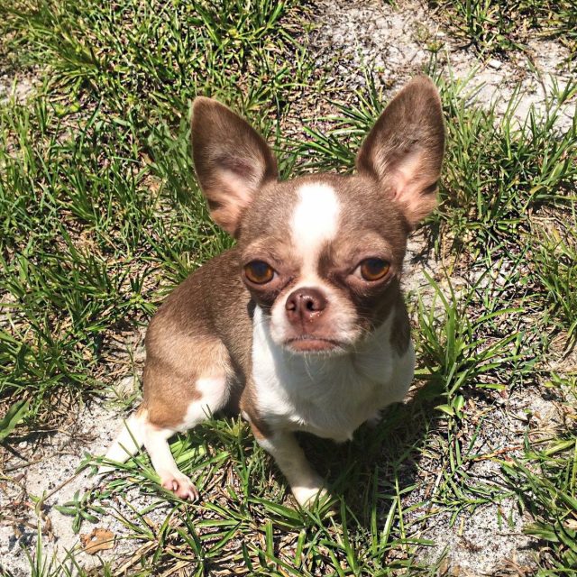 Charlie The Chihuahua