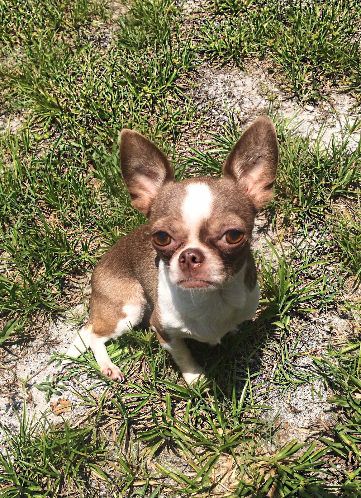 Charlie The Chihuahua
