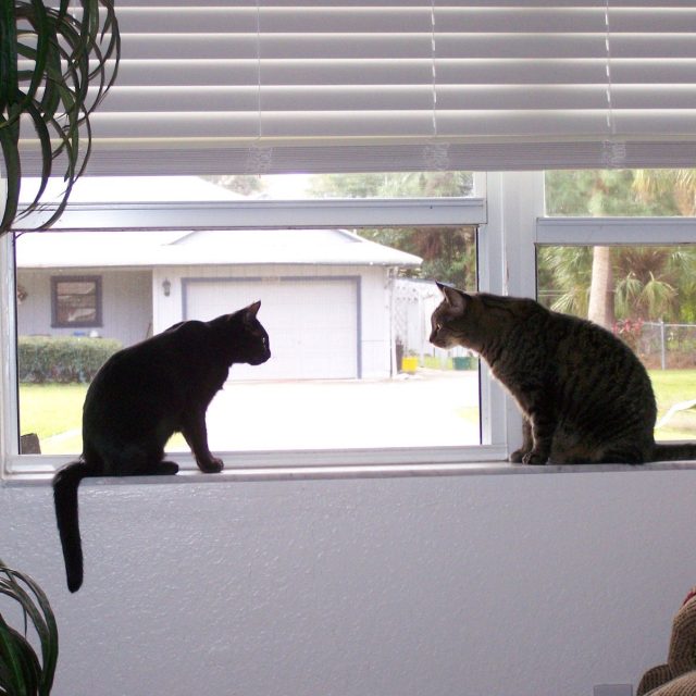 The Standoff