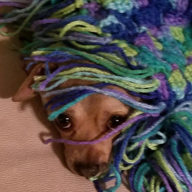 Hiding Under The Blanket