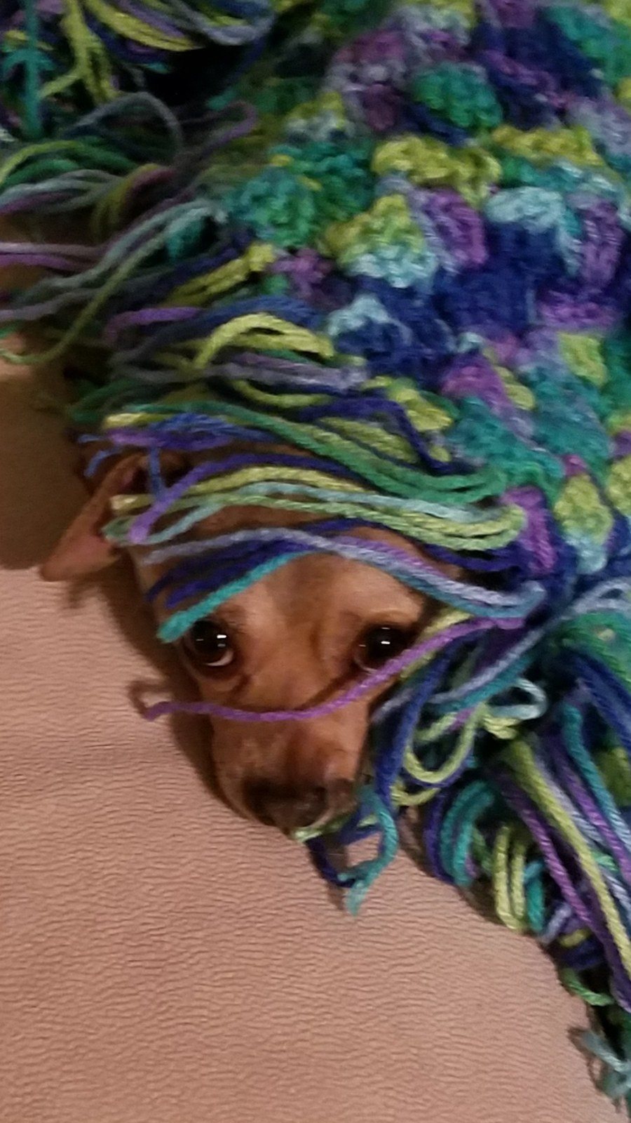 Hiding Under The Blanket