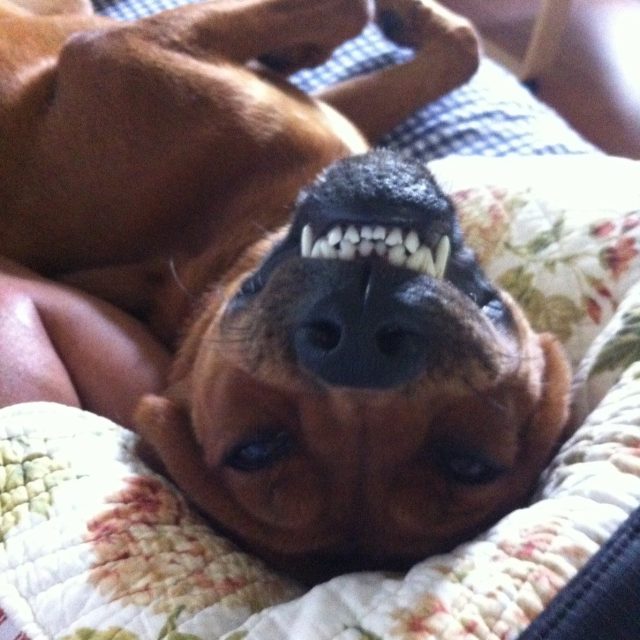 Cheeeze