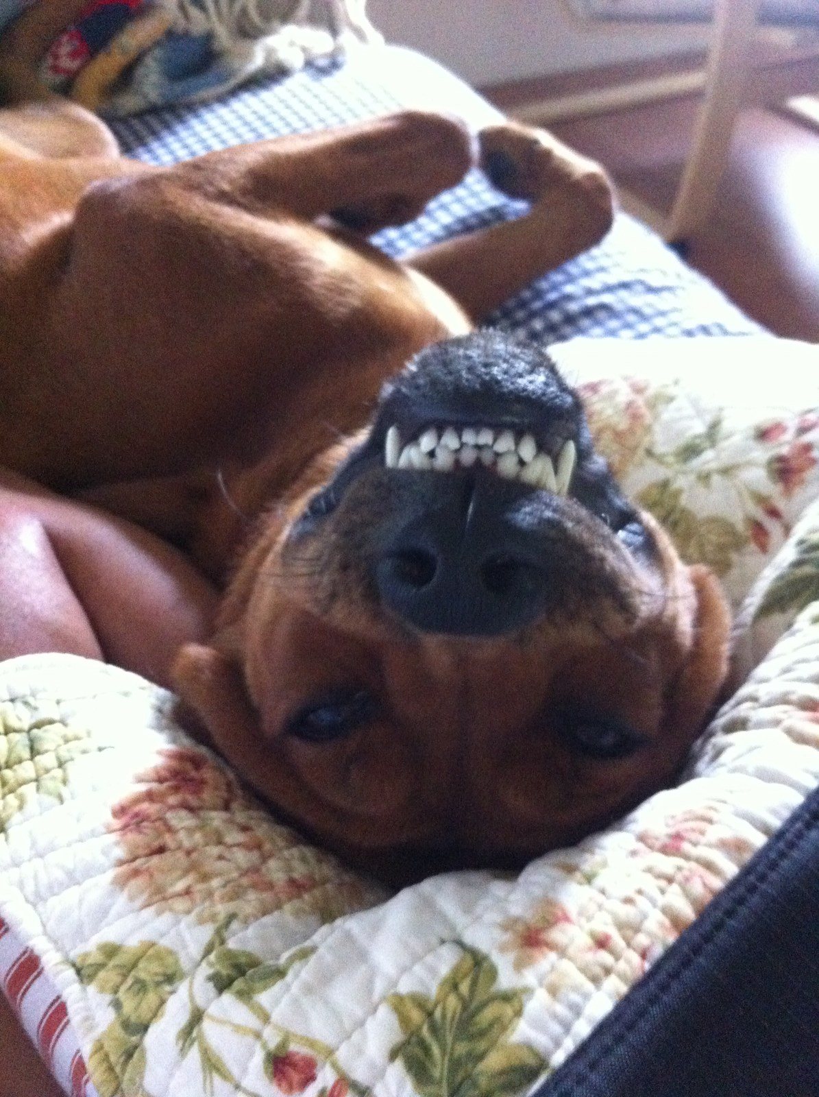 Cheeeze