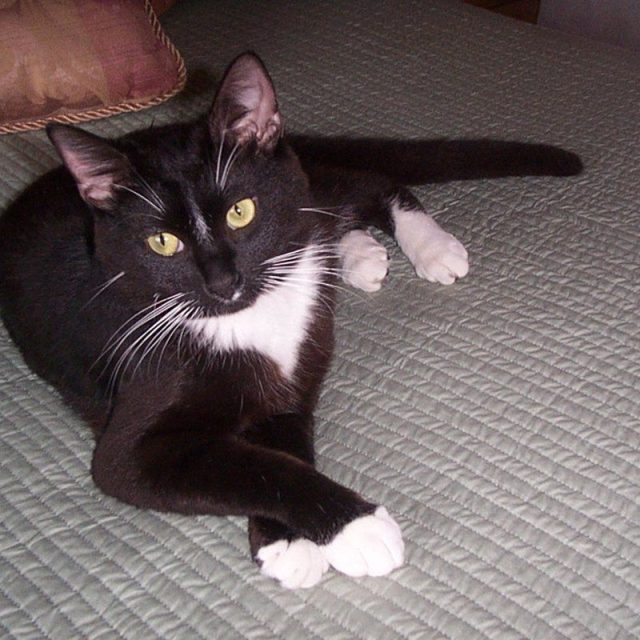 Rufus - Rescued May 2006