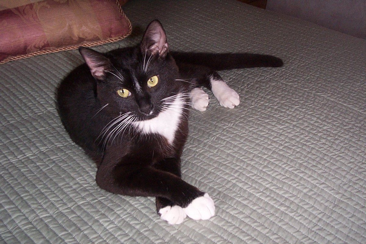 Rufus - Rescued May 2006